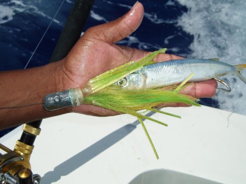 Rigged ballyhoo, deep sea fishing in Barbados