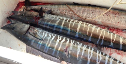 Three Wahoo, Deep Sea Fishing in Barbados