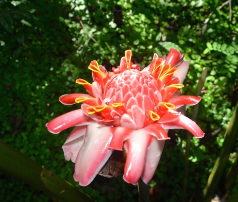 Torch Ginger Lily, Flower Forest, Barbados