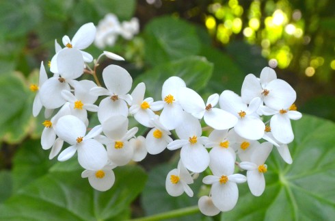 White Begonias, Flower Forest, Barbados