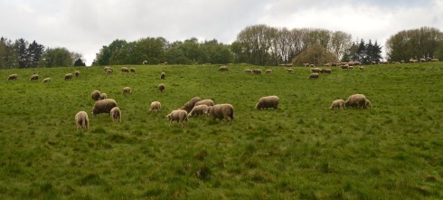 Sheep in danger at Beaumont Hamel