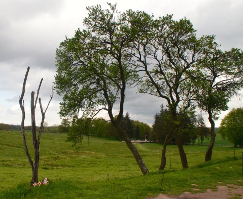 The Danger Tree at Beaumont Hamel