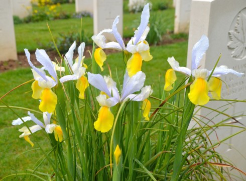 Yellow & White Iris