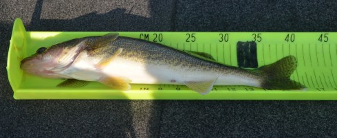 Keeper Walleye