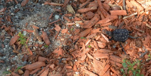 Baby snapping turtle, Wakefield Quebec