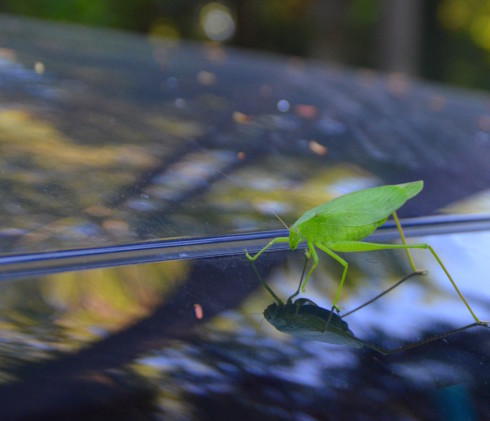 Leaf Hopper