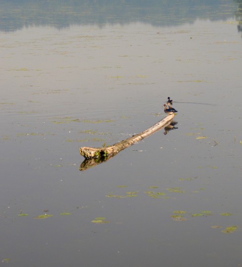 Wood Ducks, Plaisance N.P.