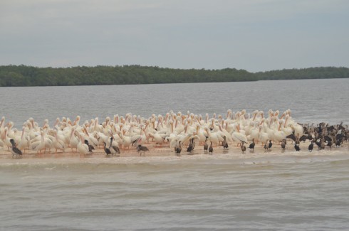 White Pelicans