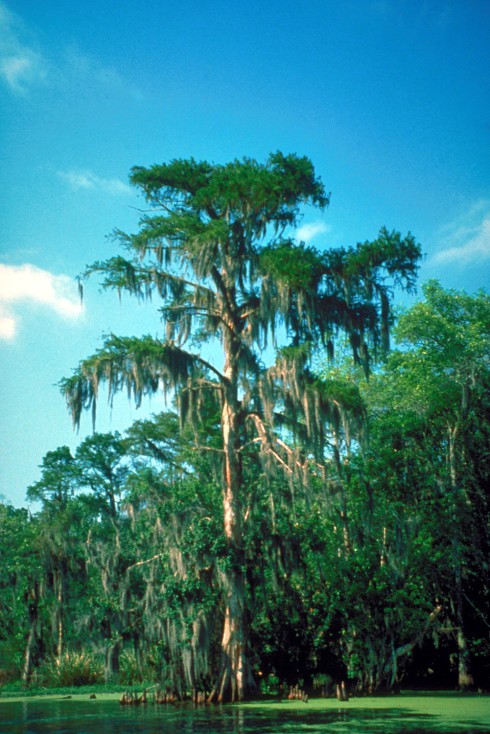 Bald Cypress