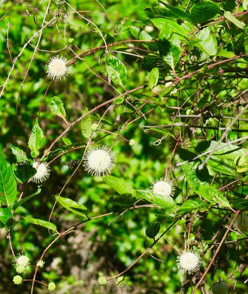 Button Bush at Six Mile Cypress