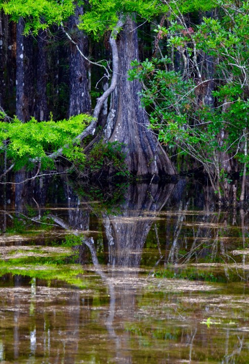 Reflections in Six Mile Cypress