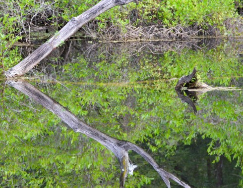 Otter Pond, Six Mile Cypress