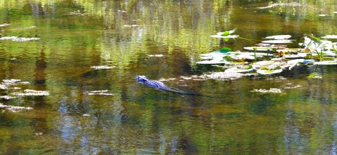 Alligator in Six Mile Cypress