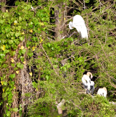 Preening Egrets at Six Mile Cypress