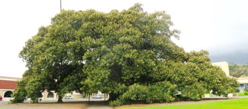 Moreton Bay fig, Ventura California