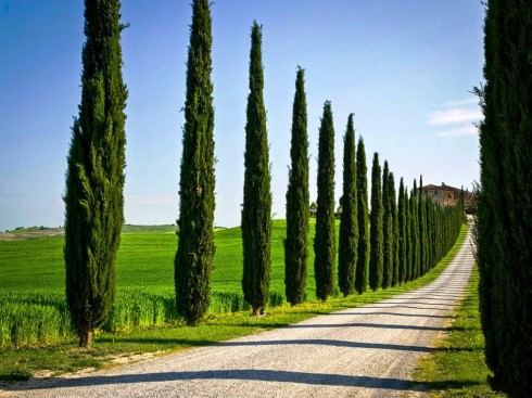 Italian Cypress Trees