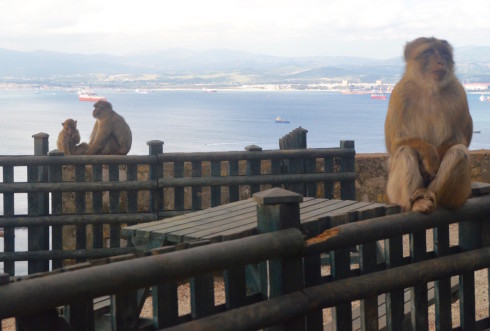 Barbary Apes on the Rock of Gibraltar