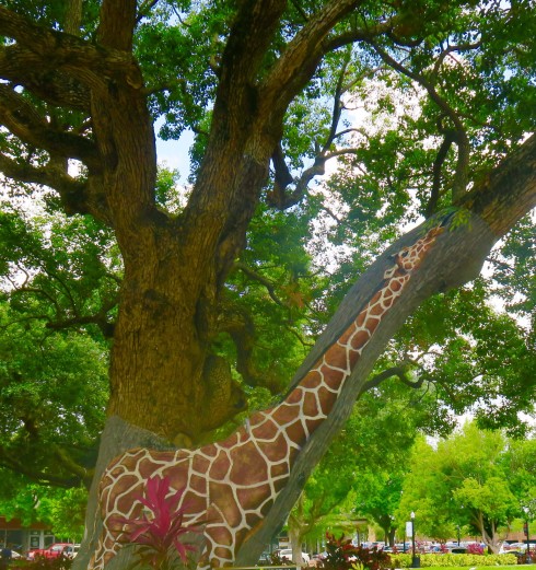 Giraffe, Munn Park, Lakeland Florida