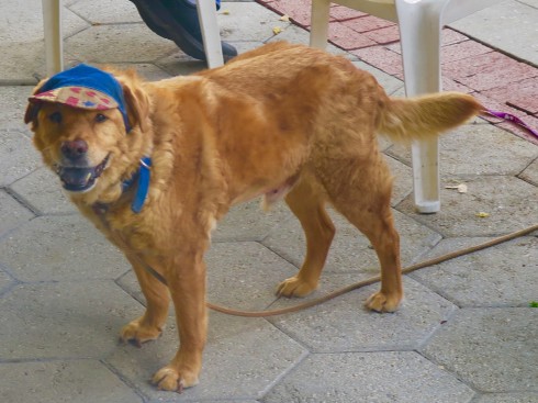 Happy Golden Retriever, Farmer's Market, Lakeland Florida