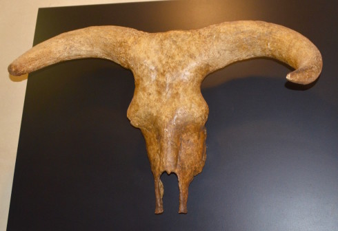 Aurochs skull