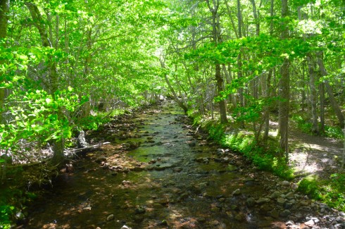 McIntosh Brook Trail