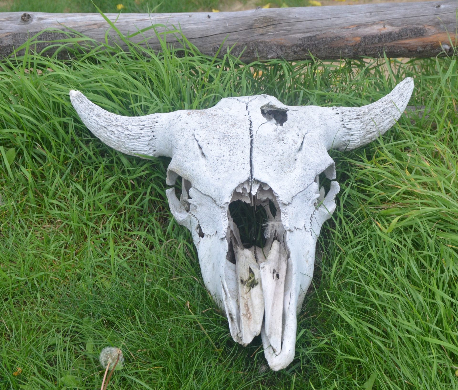 Batoche Bison Skull