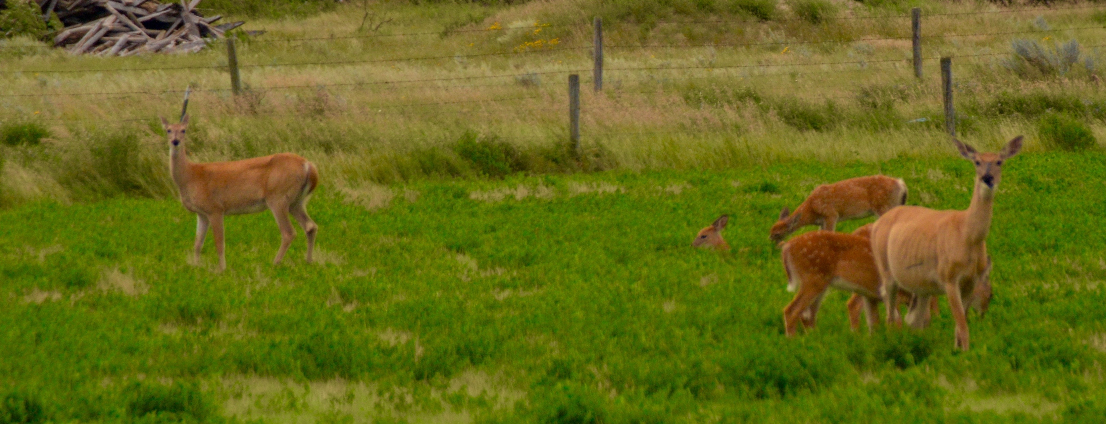 Mule Deer on the Way to Fort Walsh