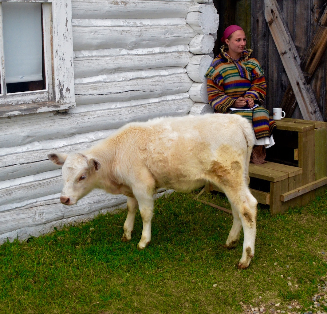 Nappy the Calf