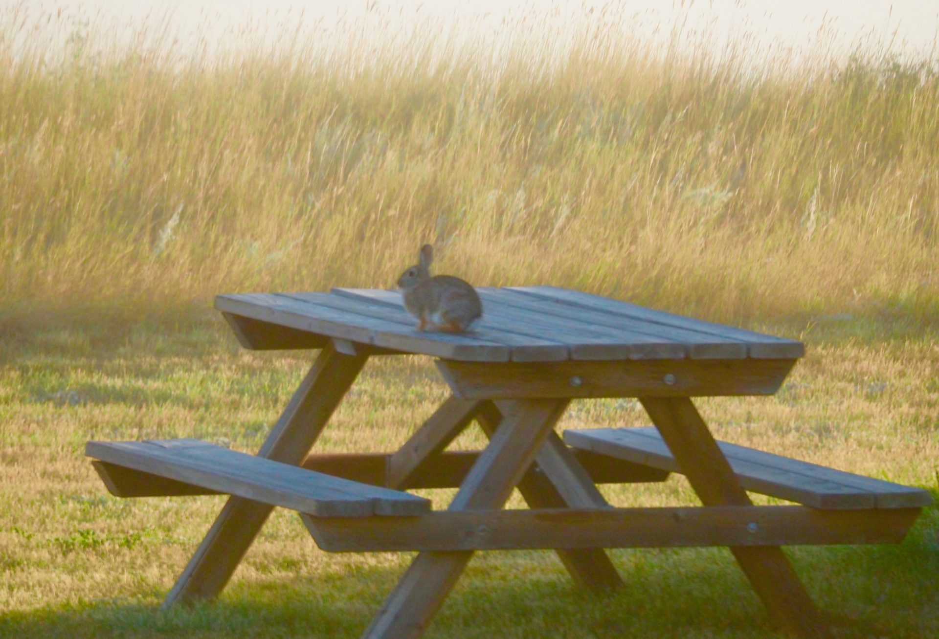Rabbit on a Picnic Table