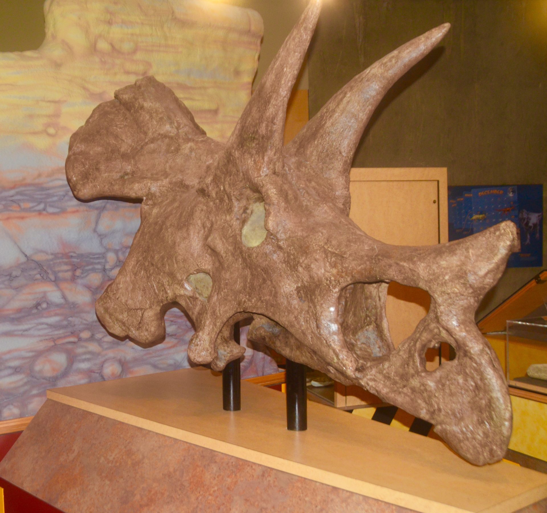 Triceratops Skull, T. rex Centre, Eastend Saskatchewan