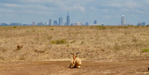 Nairobi Skyline with a Hartebeest