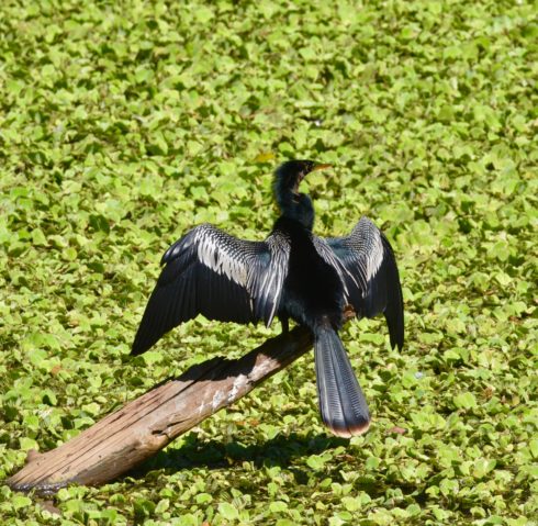 Anhinga Drying Out, Corkscrew Sanctuary