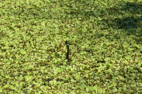 Anhinga With Lunch