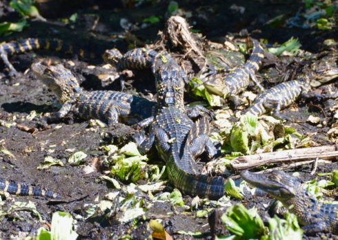 Baby Gators, Corkscew Sanctuary