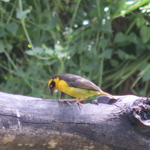 Baglafecht Weaver