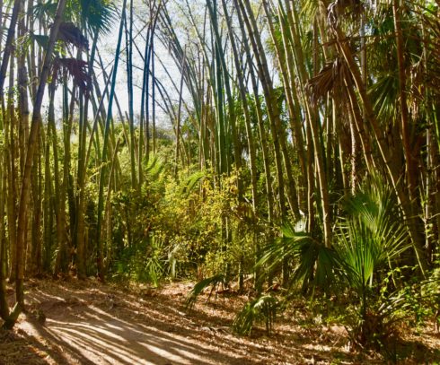 Bamboo Trail