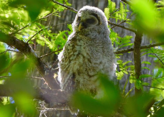 Barred Owlet, Corkscrew Sanctuary