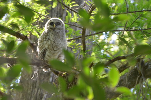 Barred Owlet