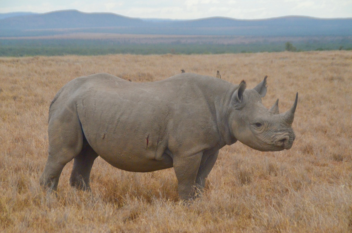 Black Rhino, Sweetwaters Camp