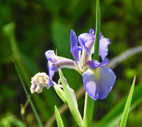 Blue Flag, Corkscrew Sanctuary