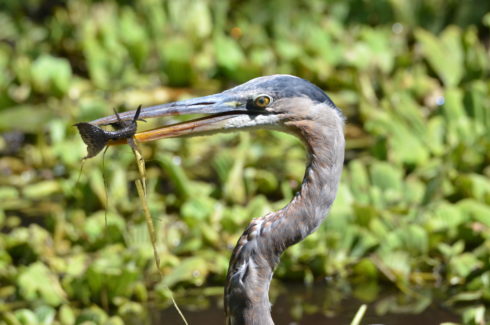 Blue Heron 