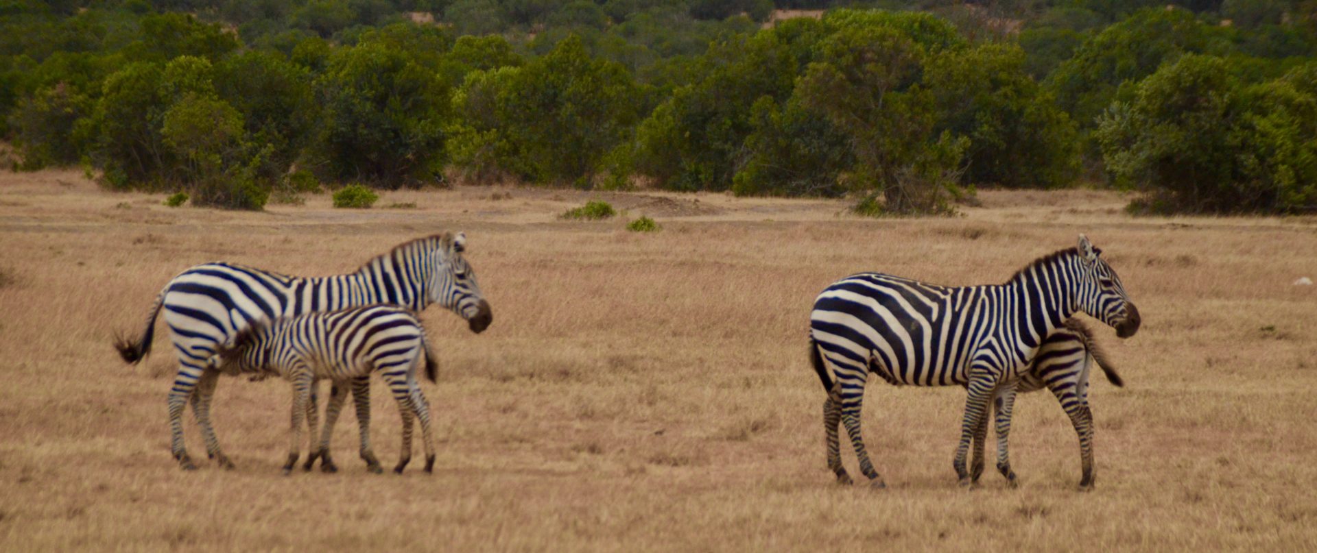 Burchell's Zebra