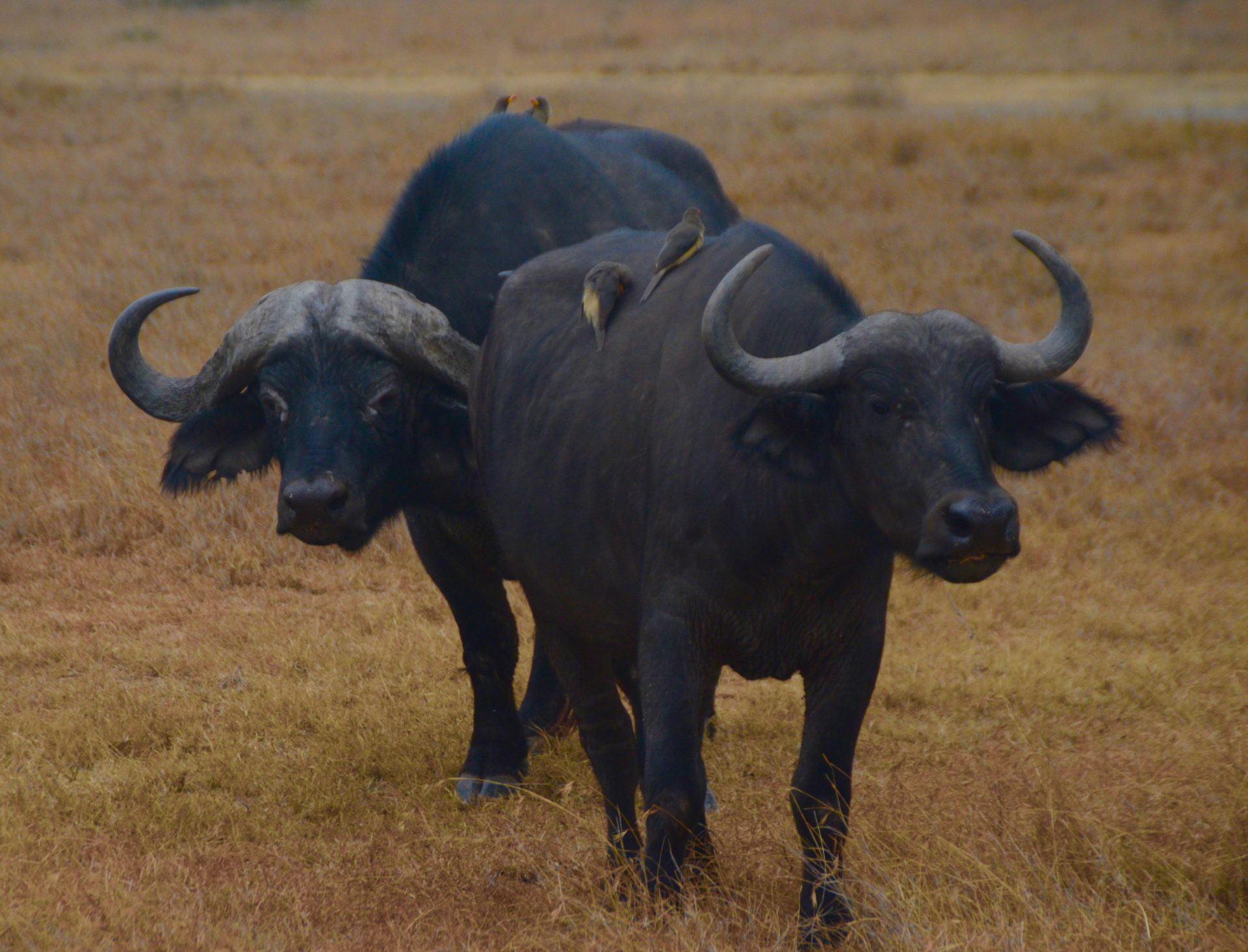 Cape Buffalo, Sweetwaters Camp