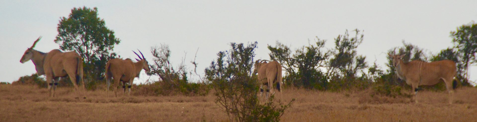 Eland