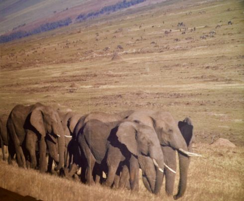 Elephants