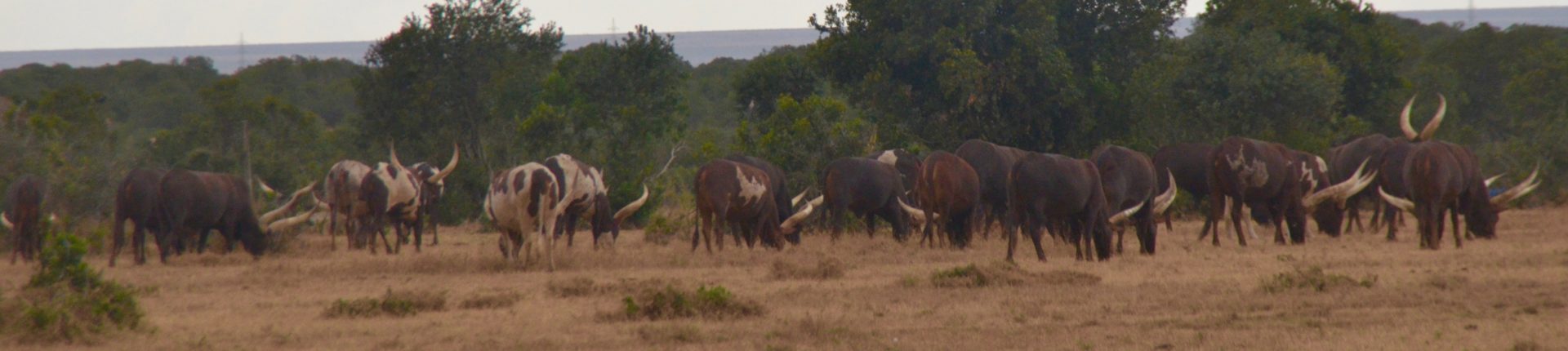 Enkore Cattle