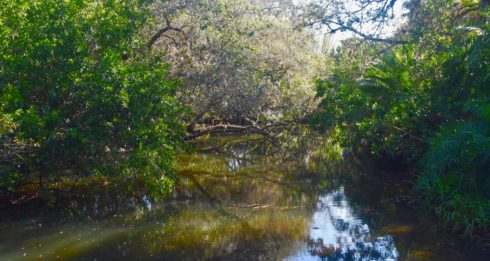 Estero River at Bamboo Landing