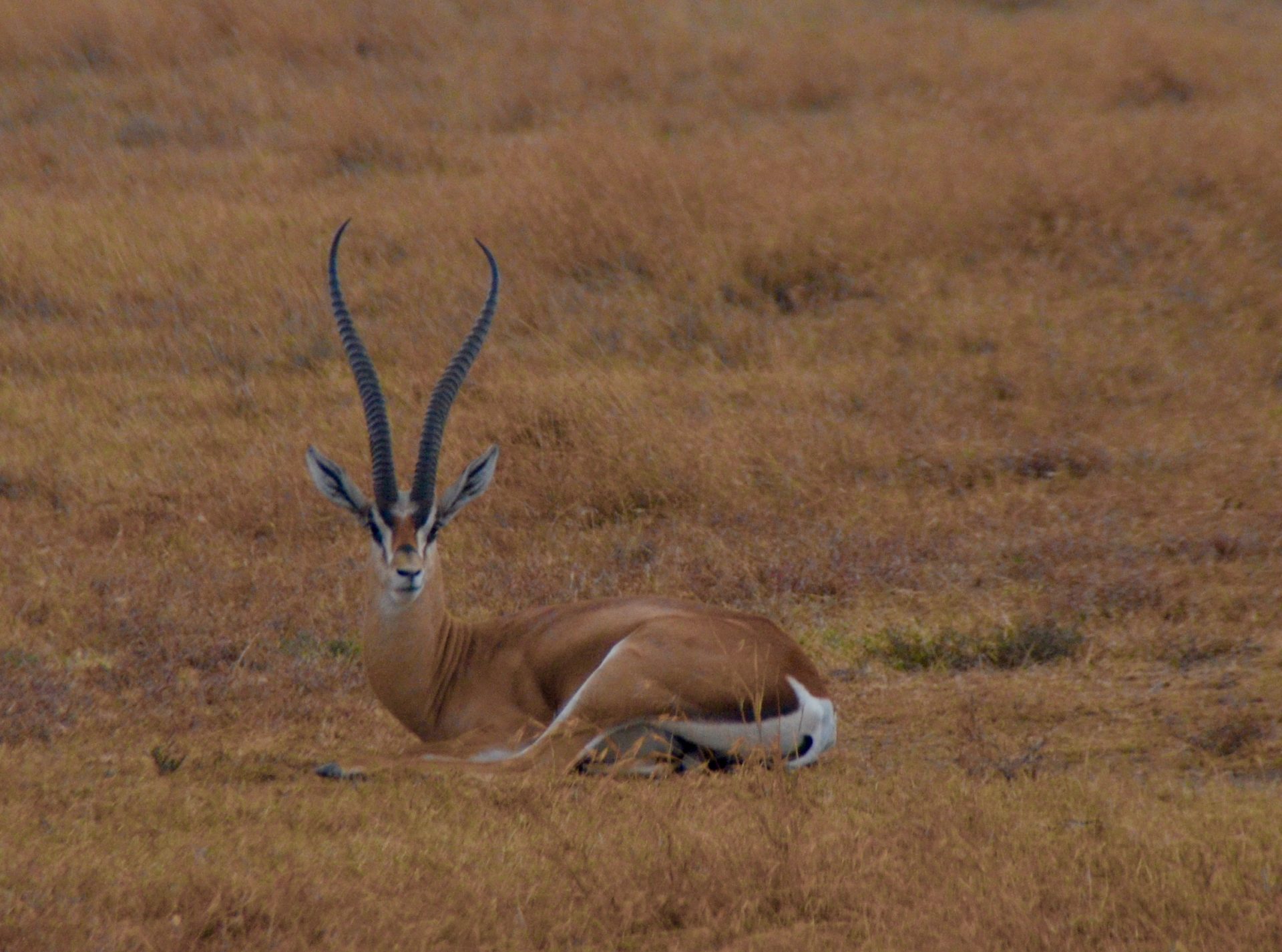 Grant's Gazelle