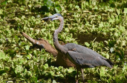 Great Blue Heron with Fish, Corkscrew Sanctuary