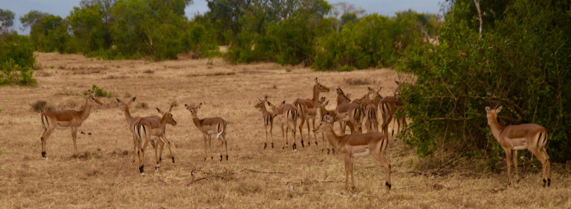 Impala Doe Harem